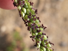 Paspalum pubiflorum glabrum