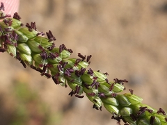 Paspalum pubiflorum glabrum