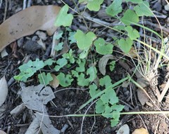 Maurandya antirrhiniflora