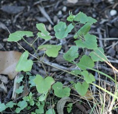 Maurandya antirrhiniflora