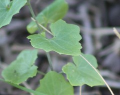 Maurandya antirrhiniflora