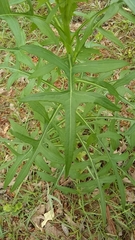 Lactucinae