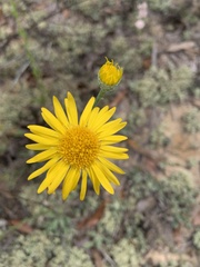 Chrysopsis gossypina