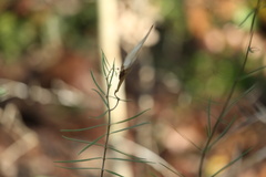 Asclepias linearis
