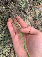 Chrysopsis gossypina