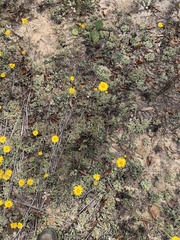 Chrysopsis gossypina