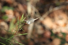 Asclepias linearis