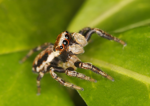 Blizgantysis Musėgaudis nuotrauka