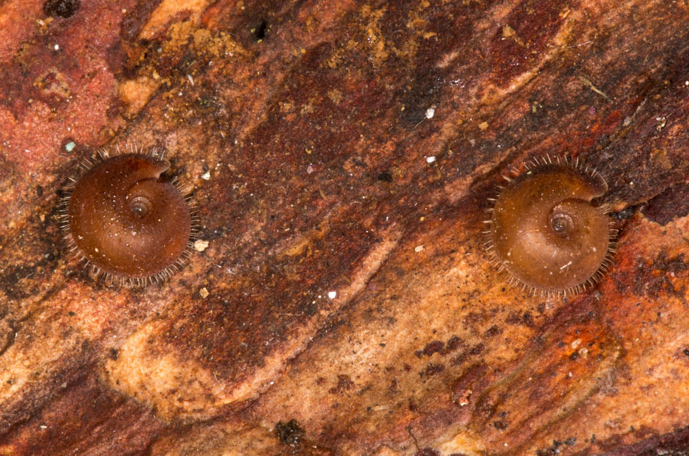 Drepanostoma nautiliforme