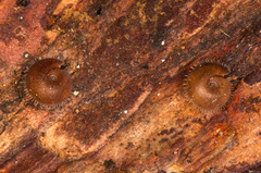 Drepanostoma nautiliforme