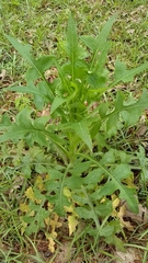 Lactucinae