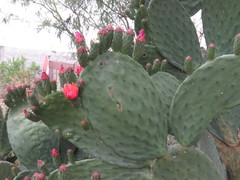 Opuntia pilifera