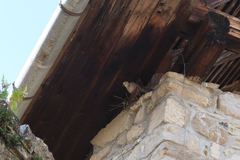 Streptopelia decaocto