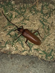 Hamaticherus bellator