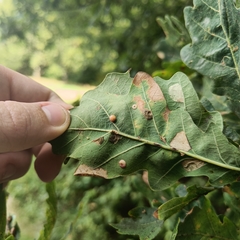 Neuroterus quercusbaccarum