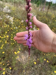Liatris tenuifolia