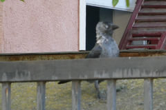 Corvus monedula