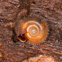 Drepanostoma nautiliforme