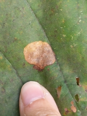 Ectoedemia platanella