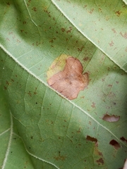 Ectoedemia platanella