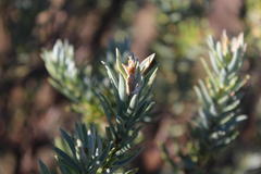 Hertia pallens