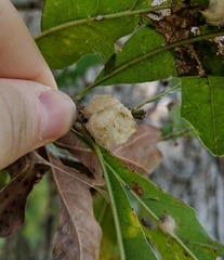 Striatoandricus aciculatus