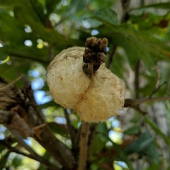 Striatoandricus aciculatus