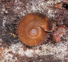 Drepanostoma nautiliforme
