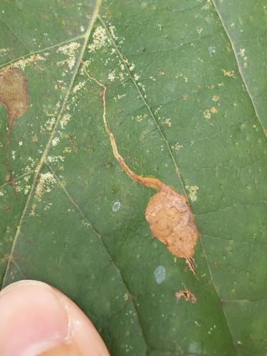 Ectoedemia clemensella photo 3