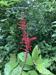 Odontonema cuspidatum