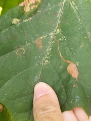 Ectoedemia clemensella