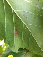 Ectoedemia clemensella