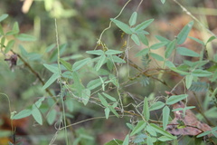 Strophostyles leiosperma