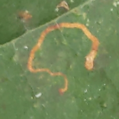 Ectoedemia platanella group