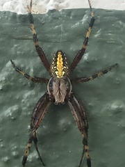 Neoscona oaxacensis