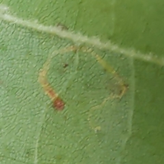 Ectoedemia platanella group