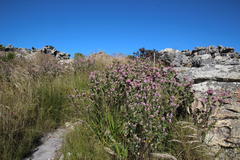 Indigofera cytisoides