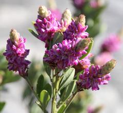Indigofera cytisoides