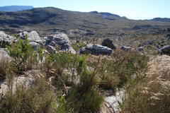 Indigofera cytisoides