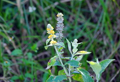 Buddleja stachyoides