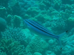 Pterocaesio trilineata