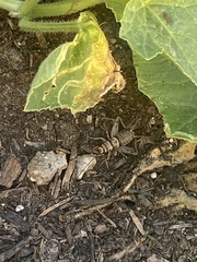 Gryllodes sigillatus