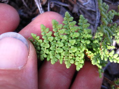 Myriopteris covillei