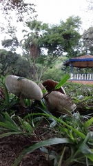 Agaricales