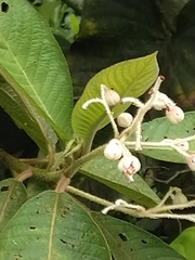 Saurauia ursina