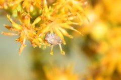 Algarobius prosopis