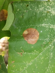 Ectoedemia platanella