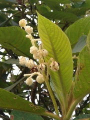 Saurauia ursina