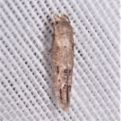 Mompha brevivittella