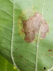 Ectoedemia platanella